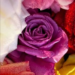 Meet your Posher, Anna sabrina